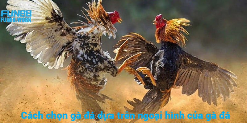 Cách chọn gà đá chuẩn xác dựa trên những đặc điểm ngoại hình
