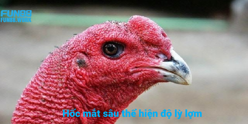 Hốc mắt sâu cho thấy sự lì lợm và dũng mãnh trong chiến đấu