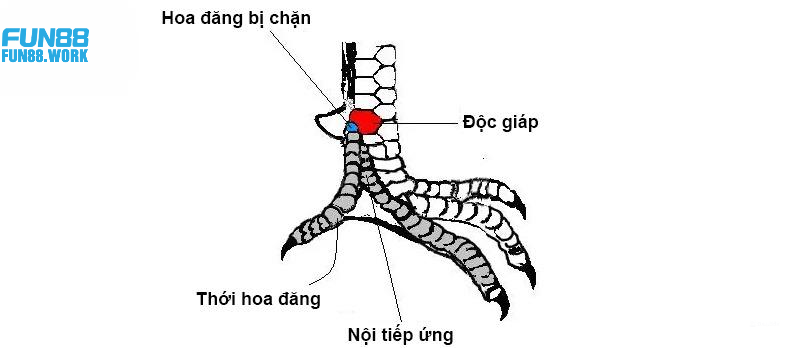 Quan sát các loại vảy quý để nhận định đẳng cấp của chiến kê